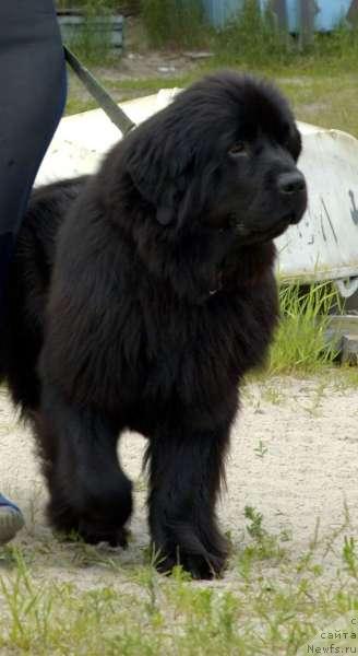 Фото: ньюфаундленд CHelzis Vyeyn iz Medvej'ego YAra (Челзис Вэйн из Медвежьего Яра)
