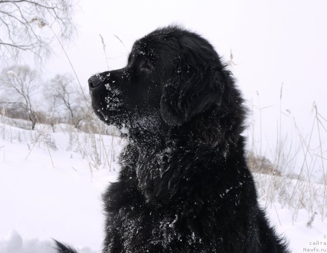 Фото: ньюфаундленд Super Premium Eliseyskaya Polyana (Супер Премиум Елисейская Поляна)