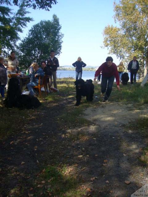 Фото: ньюфаундленд Super Premium Ave Mariya (Супер Премиум Аве Мария)