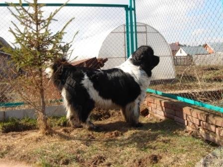 Фото: ньюфаундленд Plushevaya Panda Diland (Плюшевая Панда Диланд)