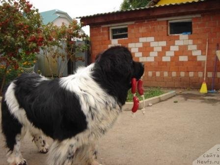 Фото: ньюфаундленд Plushevaya Panda Diland (Плюшевая Панда Диланд)