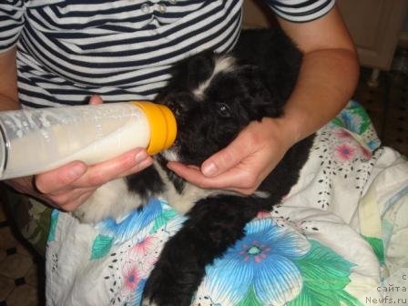 Фото: ньюфаундленд Plyushevaya Panda Oliviya (Плюшевая Панда Оливия)