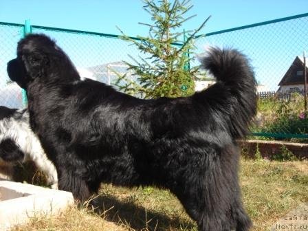 Фото: ньюфаундленд Plyushevaya Panda Oliviya (Плюшевая Панда Оливия)