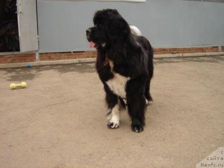 Фото: ньюфаундленд Plyushevaya Panda Oliviya (Плюшевая Панда Оливия)