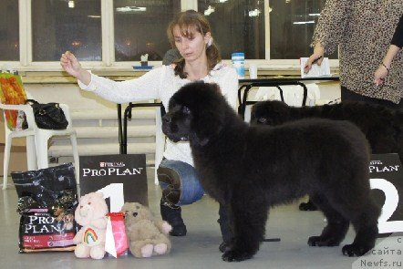 Фотография № 57530