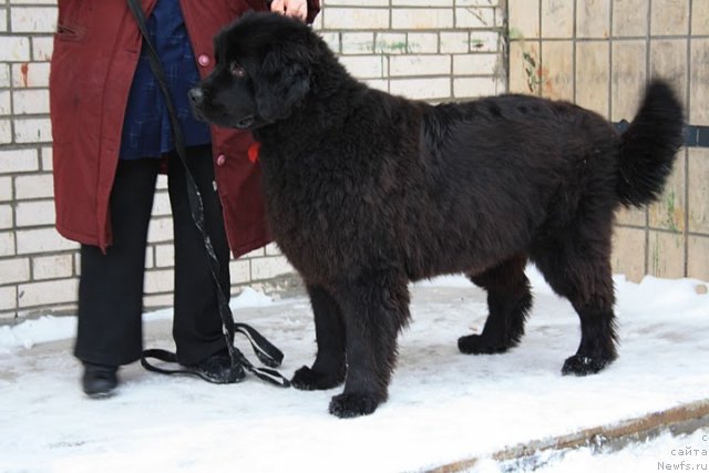 Фотография № 57541