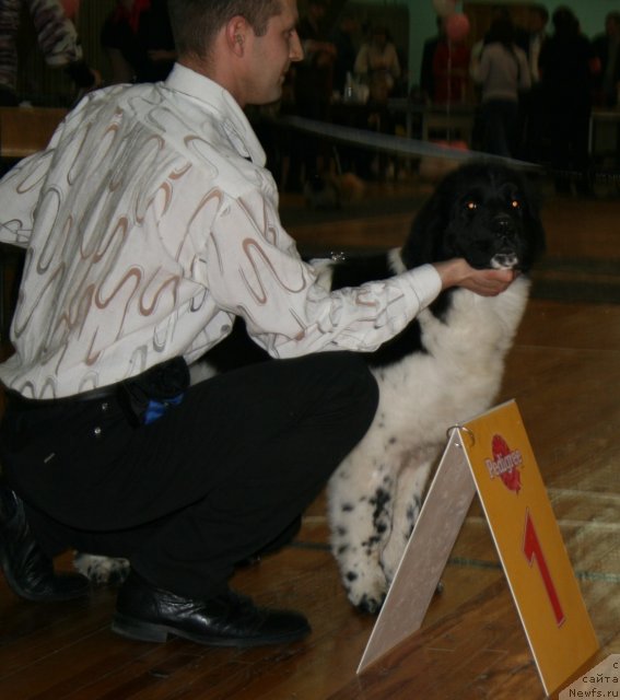 Фото: ньюфаундленд Fiamettahauz  Nunki (Фиаметтахауз Нунки)