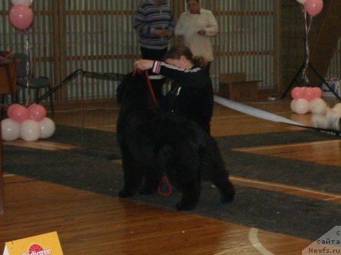 Фото: ньюфаундленд Markiza Angelov iz Tihogo Omuta (Маркиза Ангелов из Тихого Омута)