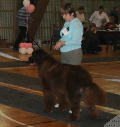 Фото: ньюфаундленд Izabel' iz Carstva Medvedey (Изабель из Царства Медведей)