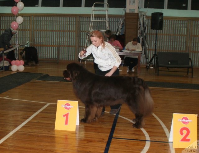 Фото: ньюфаундленд Zakadyichnyiy Drug iz Carstva Medvedey (Закадычный Друг из Царства Медведей)