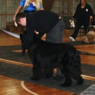 Фото: ньюфаундленд Potap YUniter (Потап Юнитер)