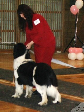 Фото: ньюфаундленд Fiamettahauz Martini Bianka (Фиаметтахауз Мартини Бьянка)
