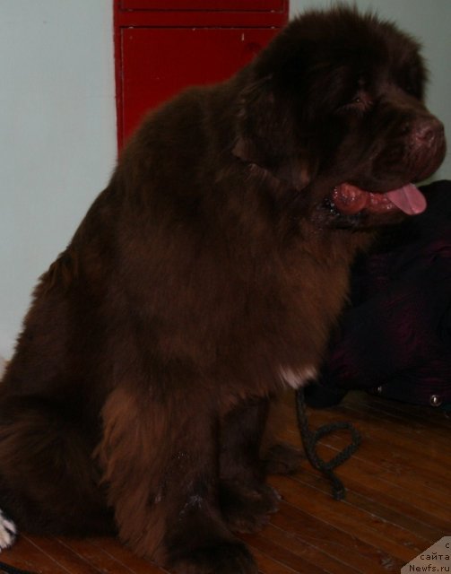 Фото: ньюфаундленд Izabel' iz Carstva Medvedey (Изабель из Царства Медведей)