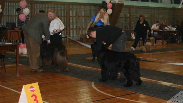Фото: ньюфаундленд Zakadyichnyiy Drug iz Carstva Medvedey (Закадычный Друг из Царства Медведей), ньюфаундленд Potap YUniter (Потап Юнитер)