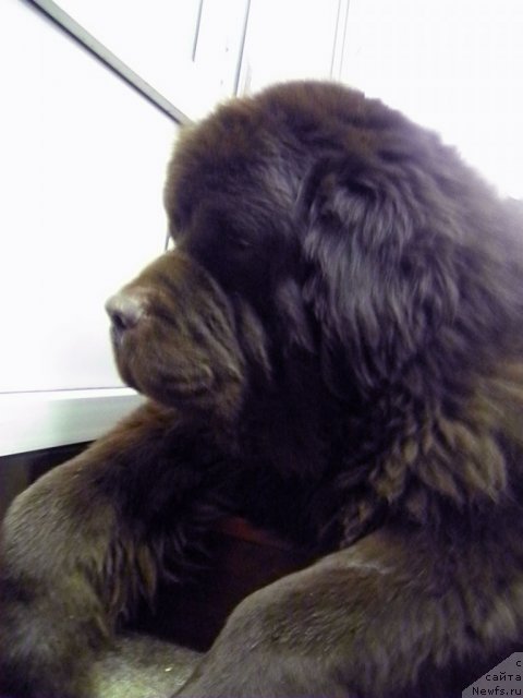 Фото: ньюфаундленд Super Premium Best Belzhen Regards (Супер Премиум Бест Бэлжен Ригардс)