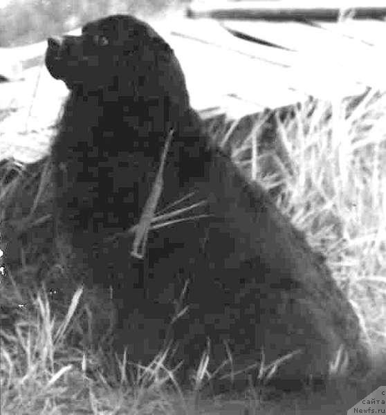 Фото: ньюфаундленд Il' Djina Idji (Иль Джина Иджи)