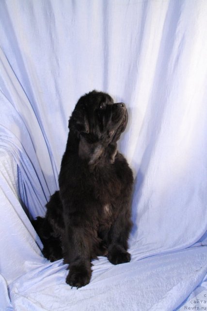 Фото: ньюфаундленд Dynasty Queen iz Medvejyego Yara (Династия Квин из Медвежьего Яра)