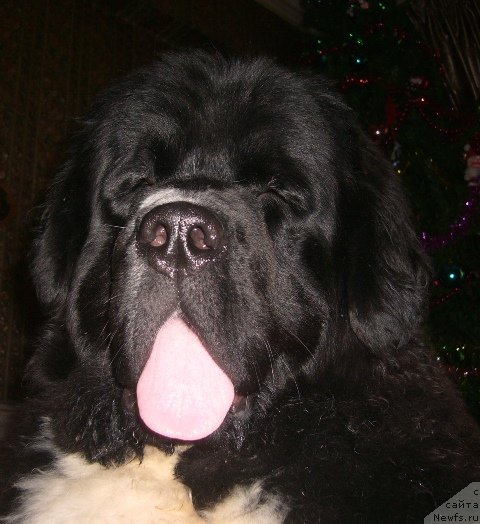 Фото: ньюфаундленд Super Premium Zheneva (Супер Премиум Женева)