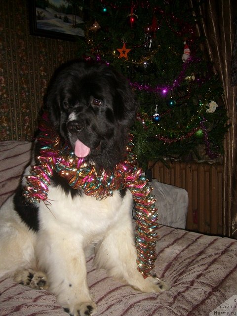 Фото: ньюфаундленд Super Premium Zheneva (Супер Премиум Женева)