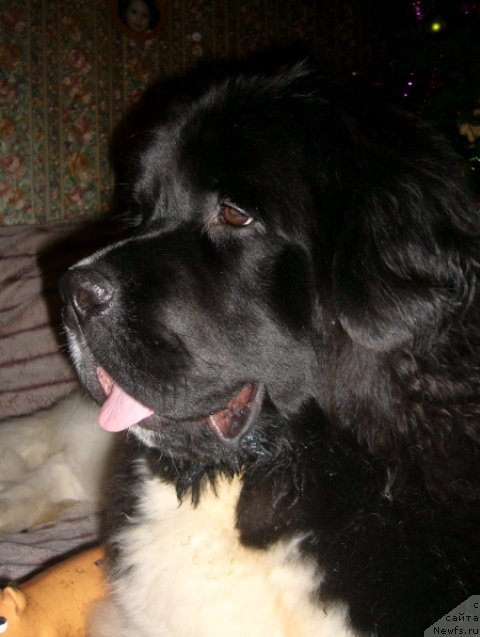 Фото: ньюфаундленд Super Premium Zheneva (Супер Премиум Женева)