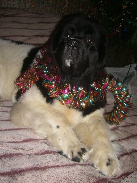 Фото: ньюфаундленд Super Premium Zheneva (Супер Премиум Женева)