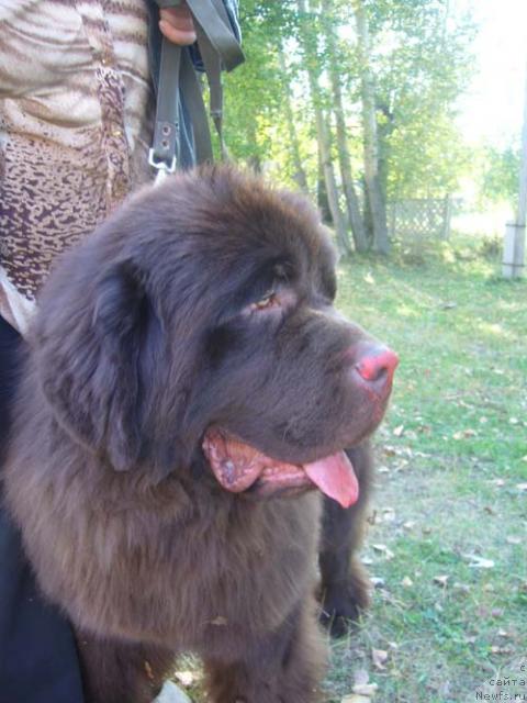 Фото: ньюфаундленд Super Premium Brabus (Супер Премиум Брабус)