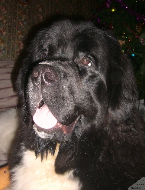 Фото: ньюфаундленд Super Premium Zheneva (Супер Премиум Женева)