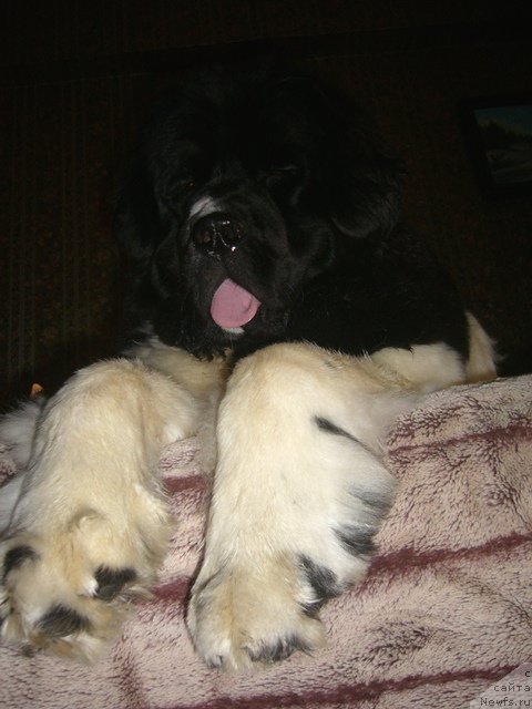 Фото: ньюфаундленд Super Premium Zheneva (Супер Премиум Женева)