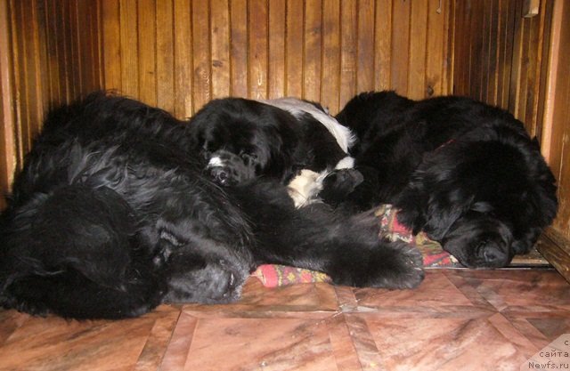 Фото: ньюфаундленд Fiamettahauz Behemoth at Ovatsia (Фиаметтахауз Бегемот эт Овация), ньюфаундленд Super Premium Zheneva (Супер Премиум Женева), ньюфаундленд Super Bizon Antaliya (Супер Бизон Анталия)