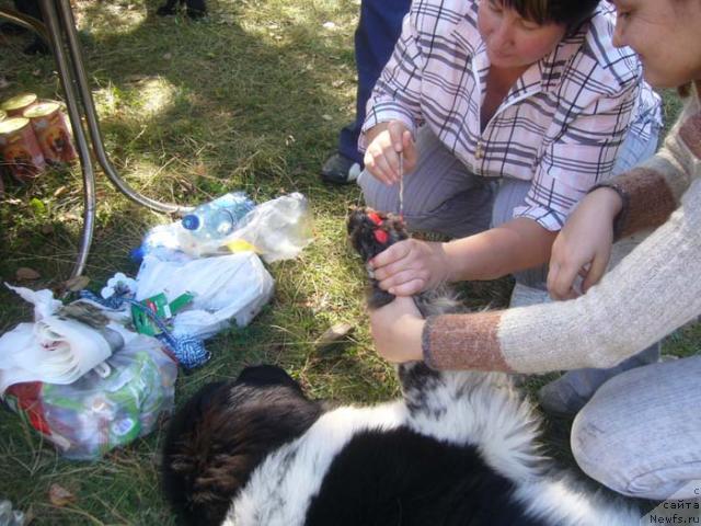 Фото: ньюфаундленд Super Bizon Argo (Супер Бизон Арго)