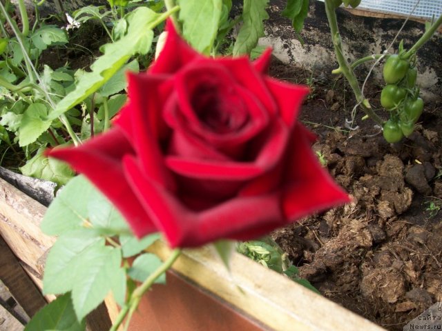 Фотография № 57631