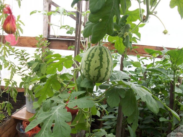 Фотография № 57633