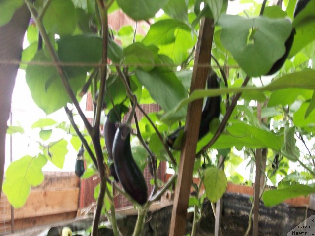 Фотография № 57634