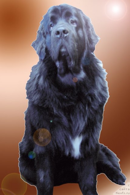 Фото: ньюфаундленд Mlechnyiy Put' iz Tihogo Omuta (Млечный Путь из Тихого Омута)