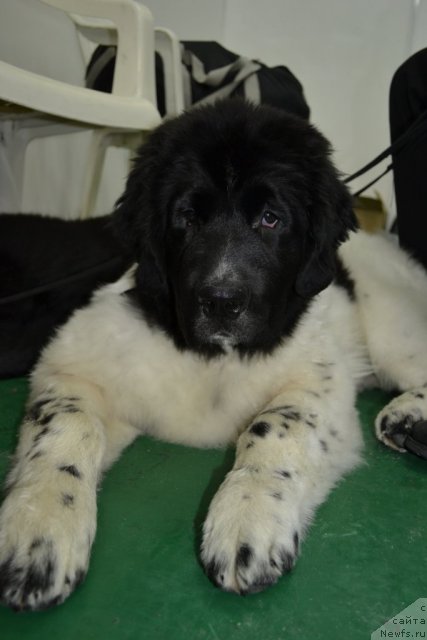 Фото: ньюфаундленд Fiamettahauz  Nunki (Фиаметтахауз Нунки)