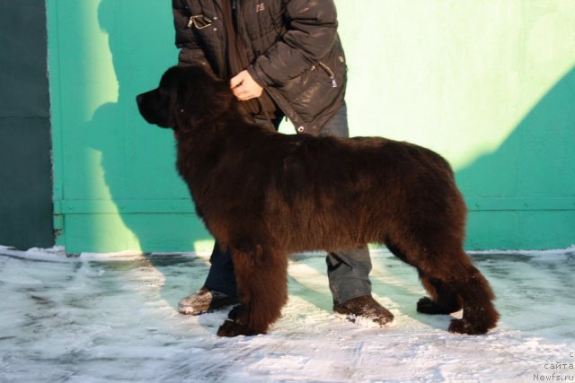 Фото: ньюфаундленд Super Premium Jani Monik (Супер Премиум Жани Моник)