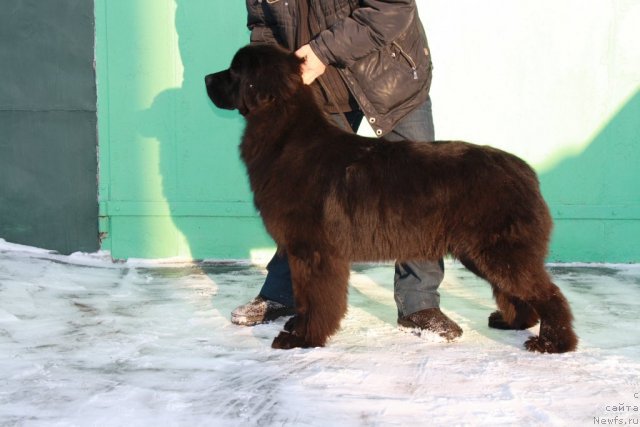 Фото: ньюфаундленд Super Premium Jani Monik (Супер Премиум Жани Моник)