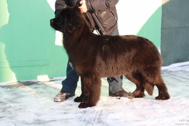 Фото: ньюфаундленд Super Premium Jani Monik (Супер Премиум Жани Моник)