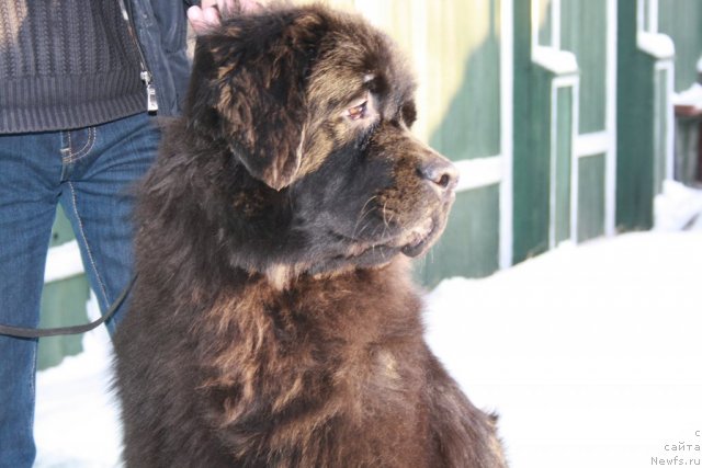 Фото: ньюфаундленд Super Premium Jani Monik (Супер Премиум Жани Моник)