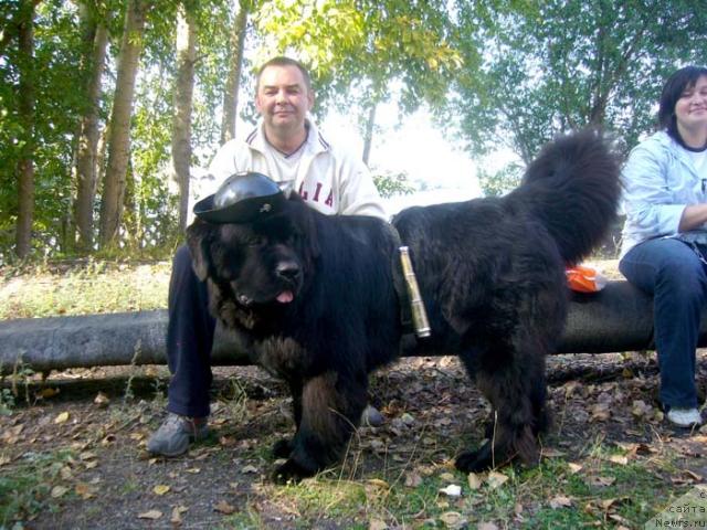 Фото: ньюфаундленд Obush SHed YUkotan Zolotoy Ruchey (Обуш Шед Юкотан Золотой Ручей)