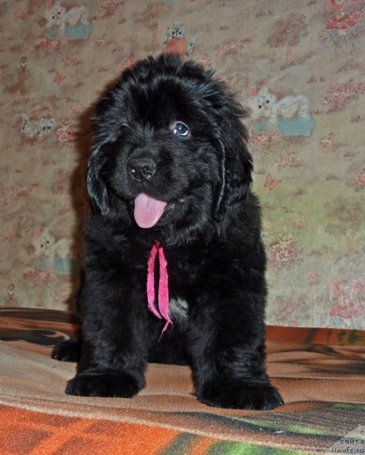 Фото: ньюфаундленд Virdjiniya B'yuti Layf (Вирджиния Бьюти Лайф)