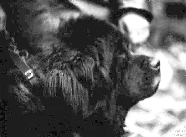 Фото: ньюфаундленд Oskar YAvol'f (Оскар Явольф)