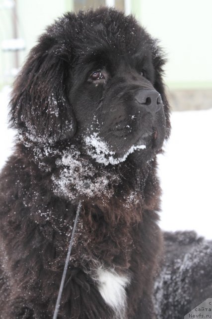 Фото: ньюфаундленд Restayling From SHipmyen (Рестайлинг Фром Шипмэн)