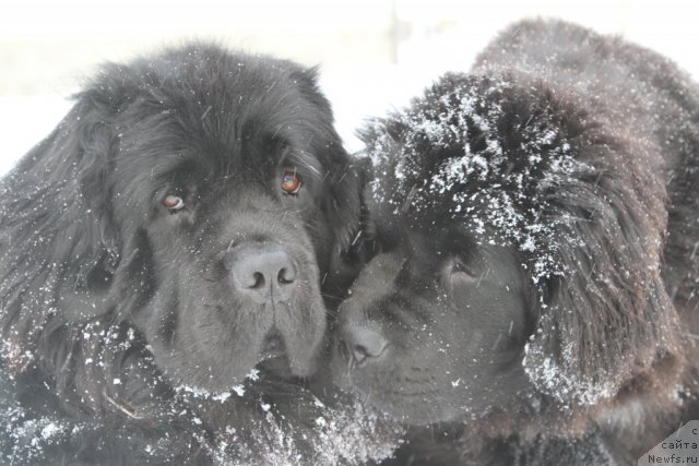 Фото: ньюфаундленд Sladkaya Moya ot Sibirskogo Medvedya (Сладкая Моя от Сибирского Медведя), ньюфаундленд Restayling From SHipmyen (Рестайлинг Фром Шипмэн)