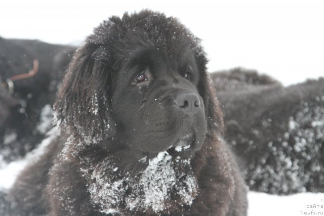 Фото: ньюфаундленд Restayling From SHipmyen (Рестайлинг Фром Шипмэн)