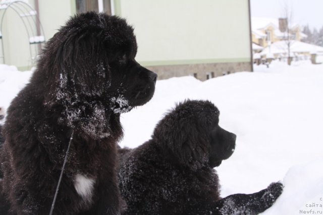 Фото: ньюфаундленд Restayling From SHipmyen (Рестайлинг Фром Шипмэн), ньюфаундленд Rozmarin Lyubimec Publiki (Розмарин Любимец Публики)