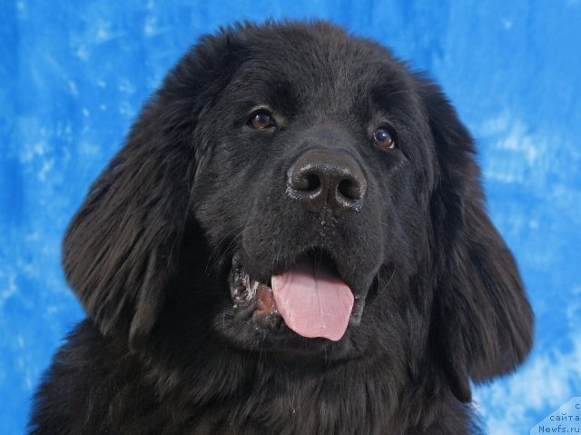Фото: ньюфаундленд CHudnaya Krasavica (Чудная Красавица)