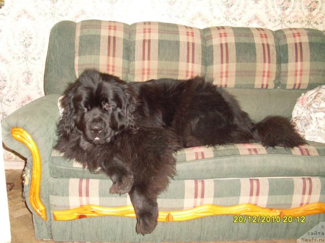 Фото: ньюфаундленд Toptyijka Drug Moy (Топтыжка Друг Мой)