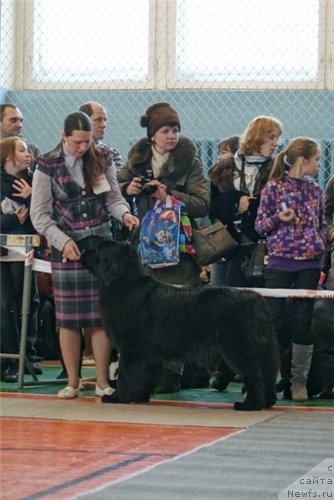 Фото: ньюфаундленд Apriori Arh B'yuti (Априори Арх Бьюти)