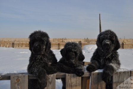 Фото: ньюфаундленд N'yufort Bay'yu Tiana (Ньюфорт Бай'ю Тиана), ньюфаундленд N'yufort Bestseller (Ньюфорт Бестселлер), ньюфаундленд N'yufort Blesk Domino (Ньюфорт Блеск Домино)